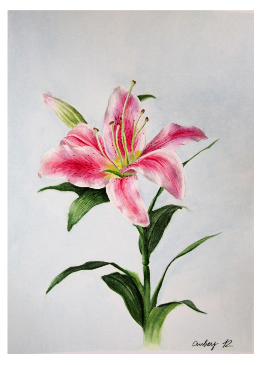 “Lilly” print